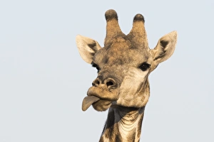 Eye Contact Prints: Portrait of a southern giraffe (Giraffa camelopardalis), Kalahari, Botswana, Africa