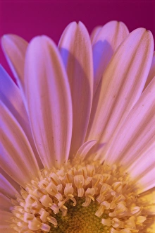 One Flower Prints: Portrait of UV white gerbera centre and petals