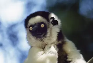 Portrait of a Verreauxs Sifaka (Propithecus verreauxi) sitting on tree