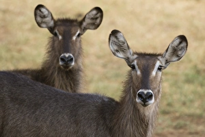 Tsavo Prints: Portrait of waterbuck (Kobus ellipsiprymnus), Tsavo, Kenya, East Africa, Africa