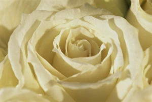 Shape Prints: Portrait of a white rose corolla