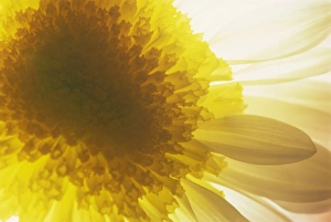 One Flower Prints: Portrait of a white and yellow chrysanthemum flower, underlit