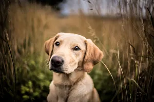 Canine Prints: Portrait of a young Golden Labrador sitting in a field, United Kingdom, Europe