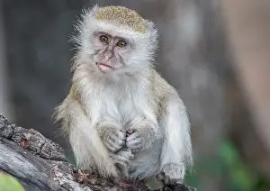 Safari Animal Prints: Portrait of young vervet monkey (Chlorocebus pygerythrus), on a branch