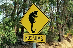 Road Sign Prints: Possums road sign near Dunsborough, Western Australia, Australia, Pacific