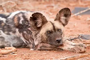 Top Section Prints: Postprandial African wild dog, Madikwe Game Reserve, South Africa, Africa