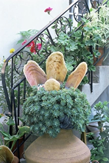 Pot plants
