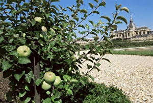 Ile De France Prints: Potager du Roi (Kings kitchen garden) in August, and St. Louis church