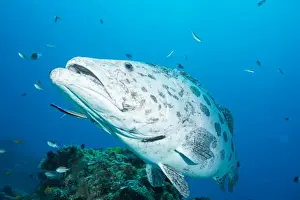 Sealife Prints: Potato cod (Epinephelus tukula) being cleaned by cleaner wrasse (Labroides dimidiatus)