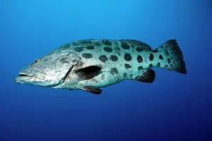 Australian Prints: Potato cod (Epinephelus tukula) (potato grouper) (potato bass)