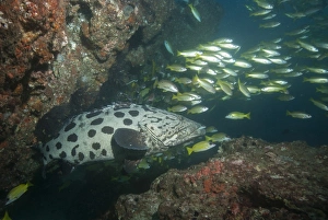 Mozambique Prints: Potato cod, Mozambique, Africa