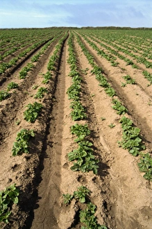 Potato Prints: Potato field, Cornwall, England, United Kingdom, Europe