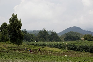 Rwanda Prints: Potato field, with Virunga Mountains beyond, Congo, Rwanda, Africa