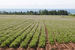 Produce Prints: Potato fields, Prince Edward Island, Canada, North America