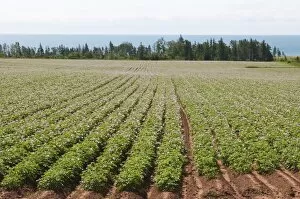 Potato fields, Prince Edward Island, Canada, North America
