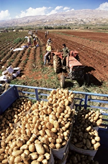 Potatoes Prints: Potato harvest