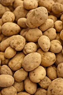Freshness Prints: Potatoes, one of the local fresh vegetables at the Sunday morning market