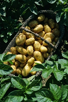 Assembling Prints: Potatoes in a wire basket, Saint Clement (St. Clement) Commune, Ile de Re