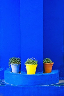 Potted Plant Prints: Potted plants and bright blue paintwork