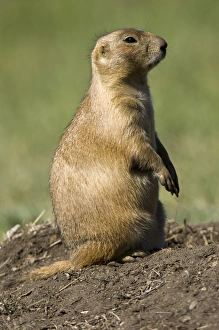 South Dakota Prints: Prairie dog, Custer State Park, Black Hills, South Dakota, United States of America