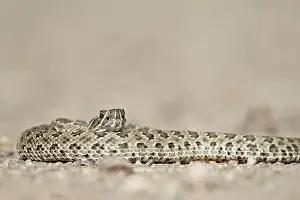 South Dakota Prints: Prairie rattlesnake (Western rattlesnake) (Plains rattlesnake) (Crotalus viridis)
