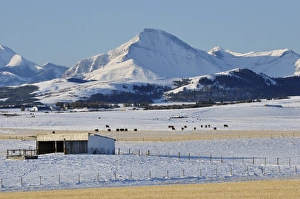 Images Dated 12th October 2009: Prairie and Rocky Mountains, near Pincher Creek, Alberta, Canada, North America