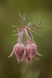 Yellow Stone Prints: Prairie smoke (purple aven) (old mans whiskers) (long-plumed avens) (Geum triflorum)