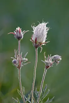 Albert A Prints: Prairie smoke (purple avens) (old mans whiskers) (long-plumed avens)