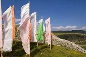 Sichuan Prints: Prayer flags on hillside, Tagong Grasslands, Sichuan, China, Asia