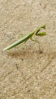 Invertebrate Prints: Praying Mantis, Bunia, Ituri, Democratic Republic of Congo, Africa