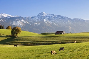 Bayern Prints: Prealps landscape with a cottage and cows