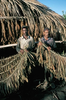 25 30 Years Prints: Preparing tobacco for drying, Santiago region, Dominican Republic, Hispaniola
