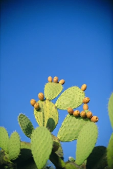 Prickly pear cactus