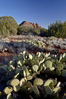 Prickly pear cactus and Cockscomb formation, Coconino National Forest, Arizona Prickly pear cactus and Cockscomb formation, Coconino National Forest, Arizona