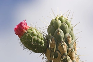 Images Dated 28th January 2005: Prickly pear cactus flowering on uplands in the Colta Lake district near Riobamba