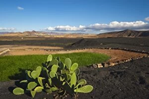 Prickly pear cactus and irrigated crop amidst black lava rock, with town of Soo in the distance