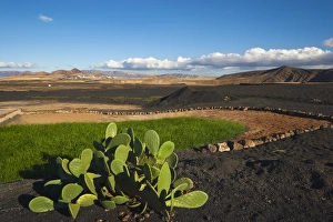 Prickly pear cactus and irrigated crop amidst black lava rock, with town of Soo in the distance Prickly pear cactus and irrigated crop amidst black lava rock, with town of Soo in the distance
