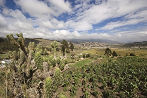 Images Dated 28th January 2005: Prickly pear cactus and maize field and view north east towards Riobamba from the Colta Lake