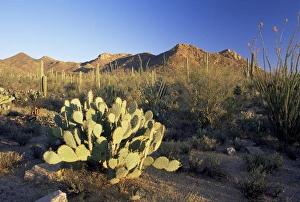Saguaro Prints: Prickly pear cactus (Opuntia phaeacantha) at sunset