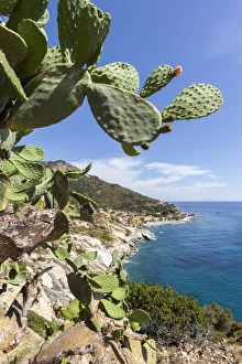 Livorno Province Prints: Prickly pears on rocks above the sea, Pomonte, Marciana, Elba Island, Livorno Province