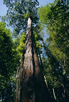 Sarawak Prints: Primary lowland rainforest
