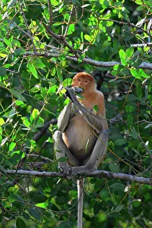 Eating Prints: Proboscis monkey feeds on leaves high in a tree in its natural habitat in Brunei