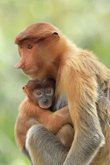 Togetherness Prints: Proboscis Monkey mother and baby, Borneo, Malaysia, Southeast Asia, Asia