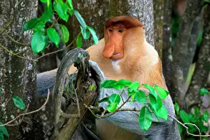 Borneo Prints: Proboscis monkey sits on a branch and observes the surroundings in a Malaysian forest in Borneo