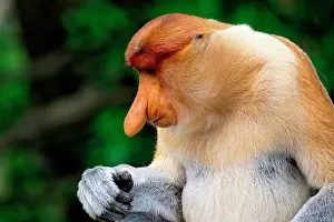 Portrait Prints: Proboscis monkey sits quietly while examining its hand in Borneo, Malaysia during the day