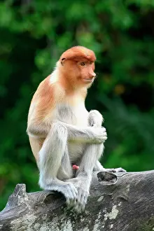 Indigenous Prints: Proboscis monkey sitting on a branch in Borneo forest during daytime