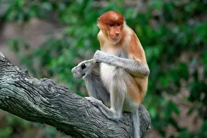 Borneo Prints: Proboscis monkey sitting on a branch in the forest in Borneo