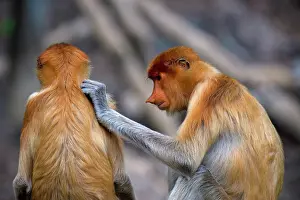 Borneo Prints: Proboscis monkeys groom each other in a natural setting in Borneo Malaysia during the afternoon