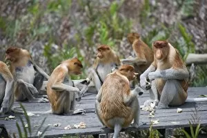 Images Dated 15th October 2009: Proboscis monkeys, Labuk Bay Proboscis Monkey Sanctuary, Sabah, Borneo