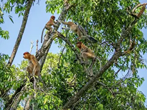 Adults Prints: Proboscis monkeys playing on trees at Labuk Bay Sanctuary in Sabah Malaysia